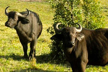 6 days Kidepo National Park and Murchison falls - Murchison falls national park