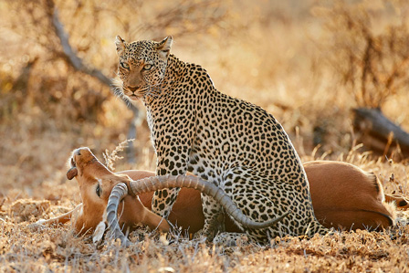 6 Days Tanzania Wildlife Safari