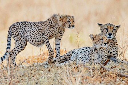 7 Days Tanzania Luxury Safari
