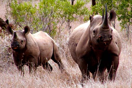 8 Days Kenya wildlife safari