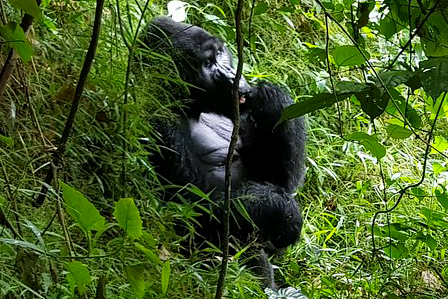 9 days gorillas & wildlife super luxury flying safari