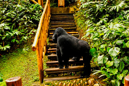 9 Days gorillas and wildlife super luxury flying safari