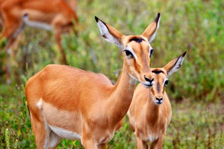 Antelopes in Uganda