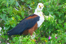 11 days birding uganda