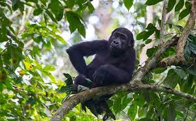 Congo Attractions