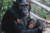3 Days Kibale chimps and Queen Elizabeth - 1 Day Ngamba Island chimpanzee tour
