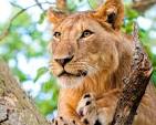 Lions in Uganda