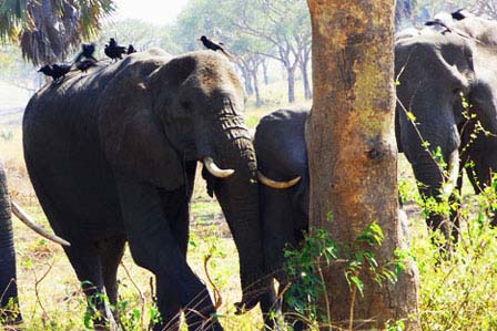 18 Days Uganda wildlife safari - 8 Days Uganda tour, primates and wildlife safari - Top destinations