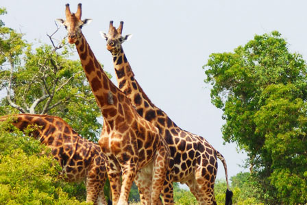 3 Days Akagera wildlife safari - 5 Days Gorillas and Chimpanzee tour in Rwanda with canopy walk