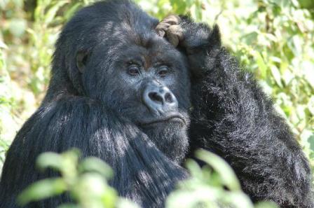 5 Days Gorilla tracking, Lake Mburo and Queen Elizabeth safari - Gorilla safaris in Uganda