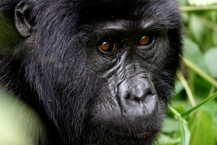 gorilla-safaris-in-uganda