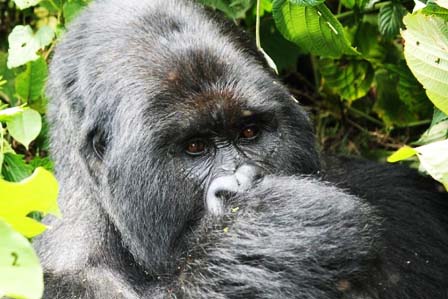 3 Days gorilla tracking bwindi in Uganda