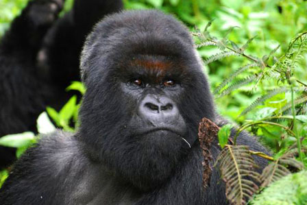 3 Days Gorilla Tracking bwindi - African adventure travellers