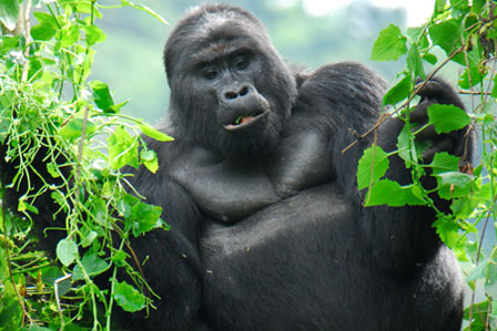3 Days gorilla tracking rwanda - 2 Days Akagera National Park Safari for a great wildlife experience