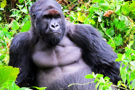 Virunga National Park - 2 days gorilla tracking congo safari