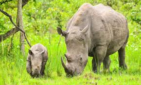 Chimps & Rhino Safaris