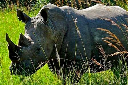 Rhinos Uganda