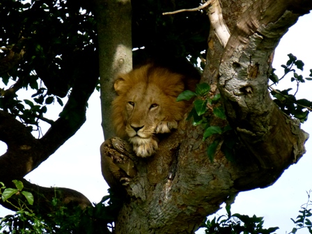 5 Days gorillas and lions tour - 3 Days Gorilla tracking Bwindi forest and lake Bunyonyi safari