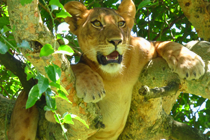 2 days tree climbing lions tour