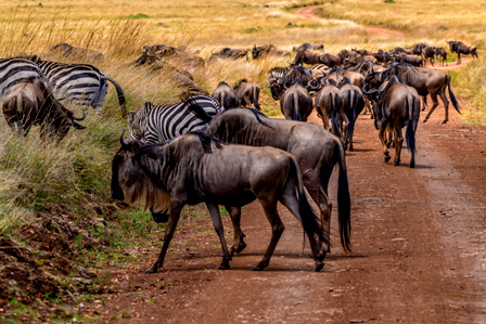 wildebeast-migration-in-kenya